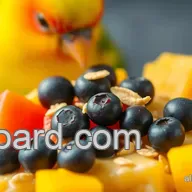 Homemade baby lorikeet food: 5 Easy & Delicious Recipes for Happy Birds!
